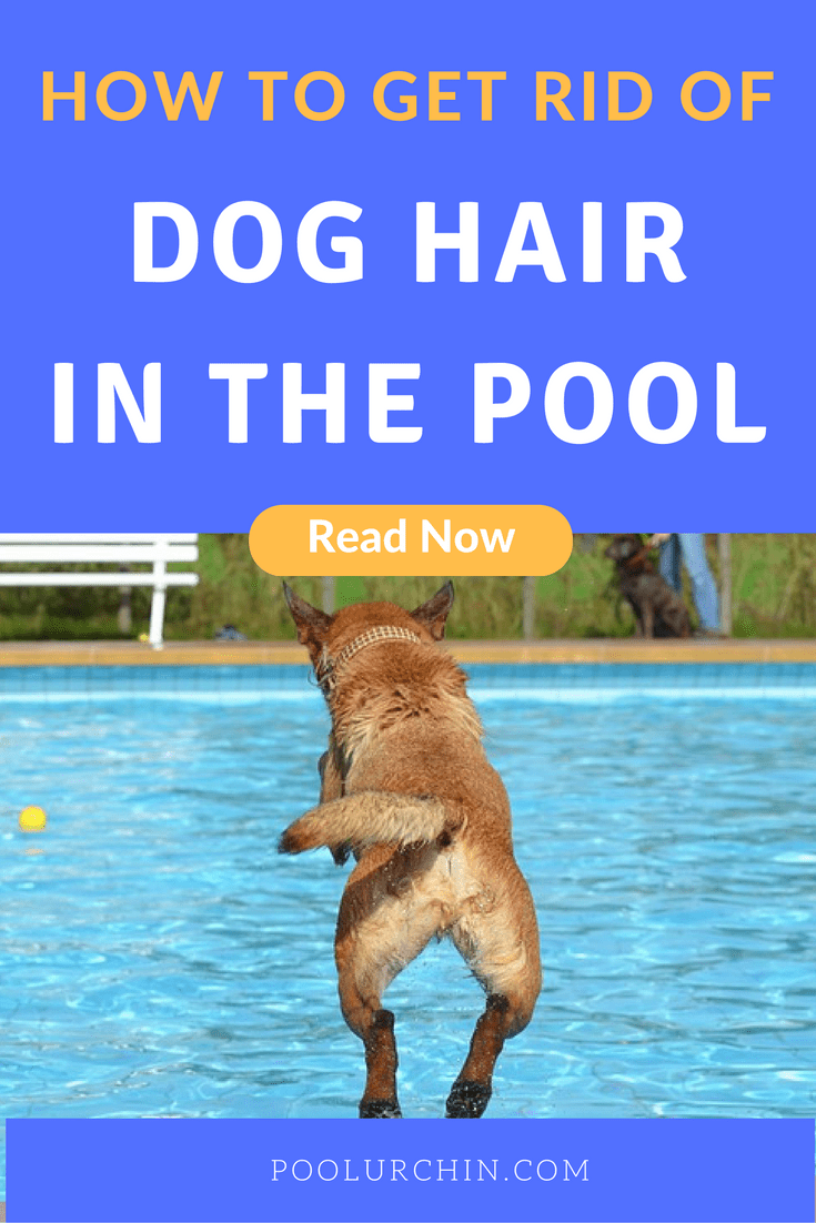 Dog Hair In The Pool Help 