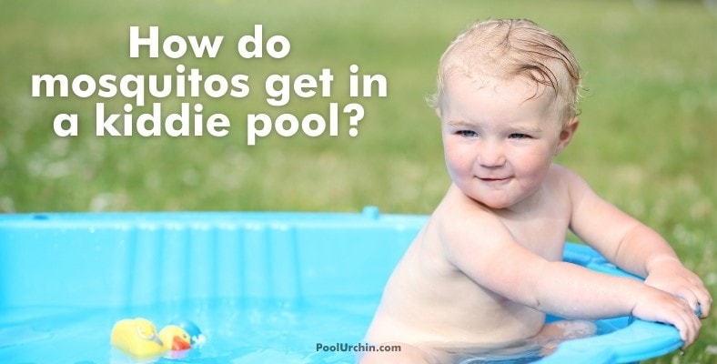 how do mosquitos get in a kiddie pool