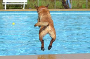 How to handle dog hair in swimming pool