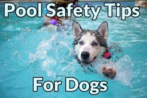 Featured image for pool safety tips for dogs
