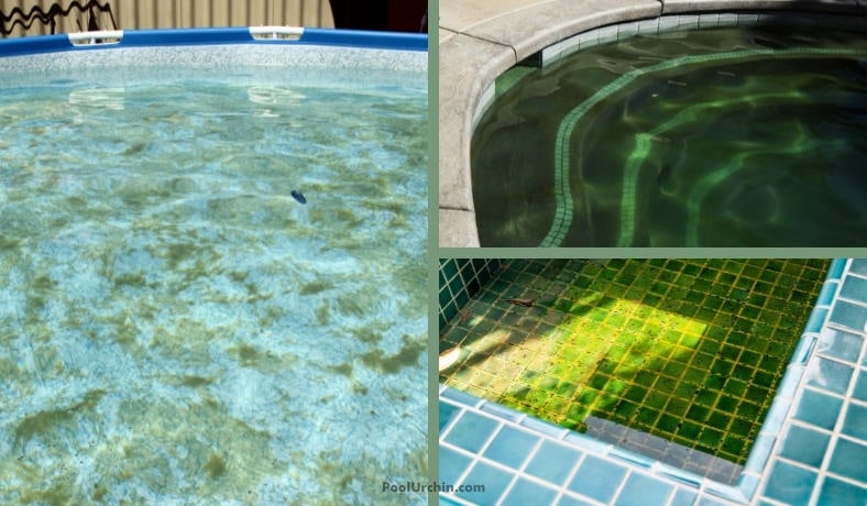 how to get algae out of a pool without a vacuum featured image