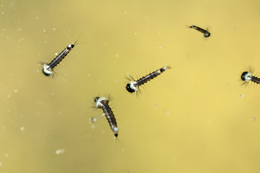 Mosquito larvae in pool - what does mosquito larvae look like in a pool